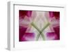 USA, Colorado, Lafayette. Orchid Montage-Jaynes Gallery-Framed Photographic Print