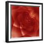 USA, Colorado, Lafayette. Red Rose Montage-Jaynes Gallery-Framed Photographic Print