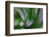 USA, Colorado, Lafayette. Rose of Sharon Montage-Jaynes Gallery-Framed Photographic Print