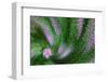 USA, Colorado, Lafayette. Rose of Sharon Montage-Jaynes Gallery-Framed Photographic Print