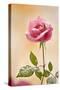 USA, Colorado, Lafayette. Snow Flakes on Pink Rose-Jaynes Gallery-Stretched Canvas