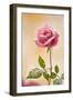 USA, Colorado, Lafayette. Snow Flakes on Pink Rose-Jaynes Gallery-Framed Photographic Print