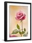 USA, Colorado, Lafayette. Snow Flakes on Pink Rose-Jaynes Gallery-Framed Photographic Print