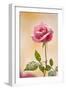 USA, Colorado, Lafayette. Snow Flakes on Pink Rose-Jaynes Gallery-Framed Photographic Print