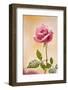USA, Colorado, Lafayette. Snow Flakes on Pink Rose-Jaynes Gallery-Framed Photographic Print