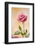USA, Colorado, Lafayette. Snow Flakes on Pink Rose-Jaynes Gallery-Framed Photographic Print