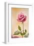 USA, Colorado, Lafayette. Snow Flakes on Pink Rose-Jaynes Gallery-Framed Photographic Print