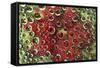 USA, Colorado, Lafayette. Water Bubbles on Glass Table Top-Jaynes Gallery-Framed Stretched Canvas