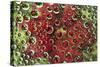 USA, Colorado, Lafayette. Water Bubbles on Glass Table Top-Jaynes Gallery-Stretched Canvas
