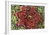 USA, Colorado, Lafayette. Water Bubbles on Glass Table Top-Jaynes Gallery-Framed Photographic Print