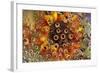 USA, Colorado, Lafayette. Water Bubbles on Glass Table Top-Jaynes Gallery-Framed Photographic Print