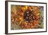 USA, Colorado, Lafayette. Water Bubbles on Glass Table Top-Jaynes Gallery-Framed Photographic Print