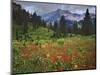 USA, Colorado, LaPlata Mountains. Wildflowers in mountain meadow.-Jaynes Gallery-Mounted Photographic Print