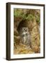 USA, Colorado, Larimer County. Great Horned Owl on Rocky Ledge-Cathy & Gordon Illg-Framed Photographic Print