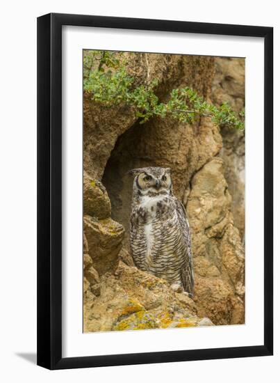 USA, Colorado, Larimer County. Great Horned Owl on Rocky Ledge-Cathy & Gordon Illg-Framed Photographic Print