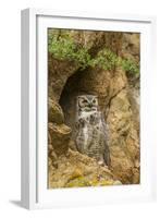 USA, Colorado, Larimer County. Great Horned Owl on Rocky Ledge-Cathy & Gordon Illg-Framed Photographic Print