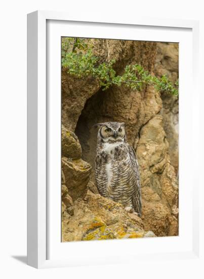 USA, Colorado, Larimer County. Great Horned Owl on Rocky Ledge-Cathy & Gordon Illg-Framed Photographic Print