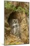 USA, Colorado, Larimer County. Great Horned Owl on Rocky Ledge-Cathy & Gordon Illg-Mounted Photographic Print