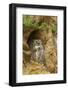 USA, Colorado, Larimer County. Great Horned Owl on Rocky Ledge-Cathy & Gordon Illg-Framed Photographic Print