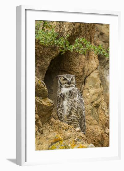 USA, Colorado, Larimer County. Great Horned Owl on Rocky Ledge-Cathy & Gordon Illg-Framed Photographic Print