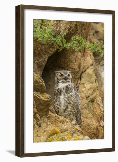 USA, Colorado, Larimer County. Great Horned Owl on Rocky Ledge-Cathy & Gordon Illg-Framed Photographic Print