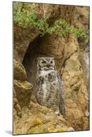 USA, Colorado, Larimer County. Great Horned Owl on Rocky Ledge-Cathy & Gordon Illg-Mounted Photographic Print