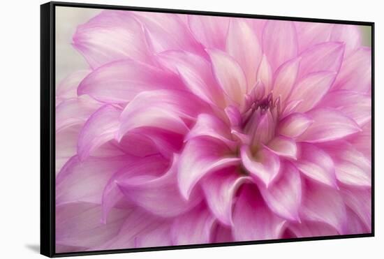 USA, Colorado, Longmont. Double exposure of dahlia flower.-Jaynes Gallery-Framed Stretched Canvas