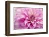 USA, Colorado, Longmont. Double exposure of dahlia flower.-Jaynes Gallery-Framed Photographic Print