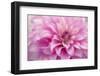 USA, Colorado, Longmont. Double exposure of dahlia flower.-Jaynes Gallery-Framed Photographic Print