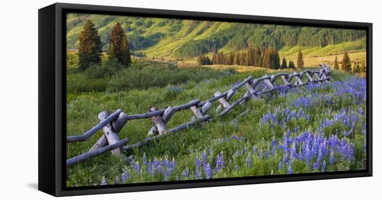 USA, Colorado. Lupines and Split Rail Fence in Meadow-Jaynes Gallery-Framed Stretched Canvas