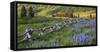 USA, Colorado. Lupines and Split Rail Fence in Meadow-Jaynes Gallery-Framed Stretched Canvas