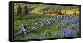 USA, Colorado. Lupines and Split Rail Fence in Meadow-Jaynes Gallery-Framed Stretched Canvas