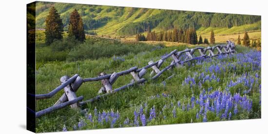 USA, Colorado. Lupines and Split Rail Fence in Meadow-Jaynes Gallery-Stretched Canvas