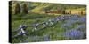 USA, Colorado. Lupines and Split Rail Fence in Meadow-Jaynes Gallery-Stretched Canvas