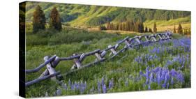 USA, Colorado. Lupines and Split Rail Fence in Meadow-Jaynes Gallery-Stretched Canvas