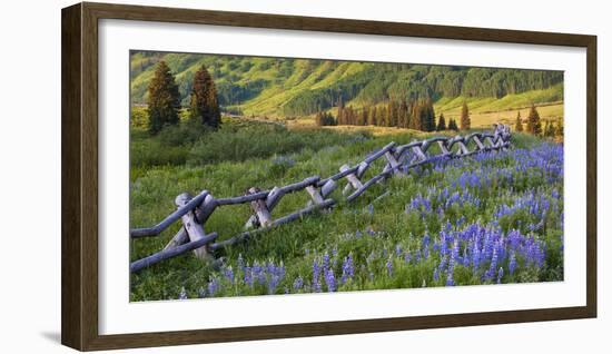 USA, Colorado. Lupines and Split Rail Fence in Meadow-Jaynes Gallery-Framed Photographic Print