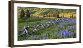 USA, Colorado. Lupines and Split Rail Fence in Meadow-Jaynes Gallery-Framed Photographic Print
