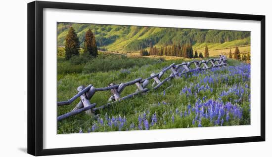 USA, Colorado. Lupines and Split Rail Fence in Meadow-Jaynes Gallery-Framed Photographic Print