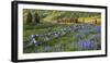 USA, Colorado. Lupines and Split Rail Fence in Meadow-Jaynes Gallery-Framed Photographic Print