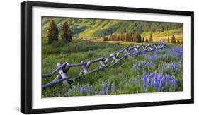 USA, Colorado. Lupines and Split Rail Fence in Meadow-Jaynes Gallery-Framed Photographic Print