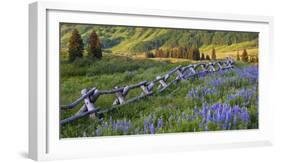 USA, Colorado. Lupines and Split Rail Fence in Meadow-Jaynes Gallery-Framed Photographic Print