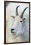 USA, Colorado, Mount Evans Recreation Area. Mountain Goat Portrait-Jaynes Gallery-Framed Photographic Print