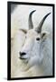 USA, Colorado, Mount Evans Recreation Area. Mountain Goat Portrait-Jaynes Gallery-Framed Photographic Print