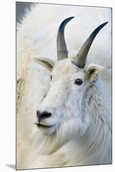 USA, Colorado, Mount Evans Recreation Area. Mountain Goat Portrait-Jaynes Gallery-Mounted Premium Photographic Print