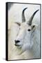 USA, Colorado, Mount Evans Recreation Area. Mountain Goat Portrait-Jaynes Gallery-Framed Stretched Canvas