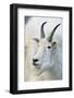 USA, Colorado, Mount Evans Recreation Area. Mountain Goat Portrait-Jaynes Gallery-Framed Photographic Print