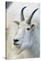 USA, Colorado, Mount Evans Recreation Area. Mountain Goat Portrait-Jaynes Gallery-Stretched Canvas