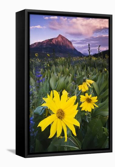USA, Colorado, Mt. Crested Butte. Meadow Wildflowers at Sunset-Jaynes Gallery-Framed Stretched Canvas