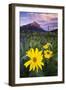 USA, Colorado, Mt. Crested Butte. Meadow Wildflowers at Sunset-Jaynes Gallery-Framed Photographic Print