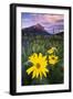 USA, Colorado, Mt. Crested Butte. Meadow Wildflowers at Sunset-Jaynes Gallery-Framed Photographic Print